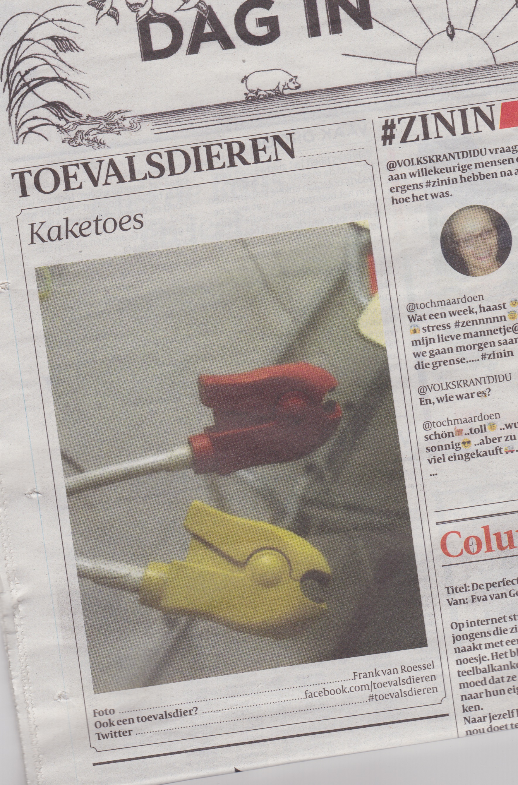 Toevalsdier