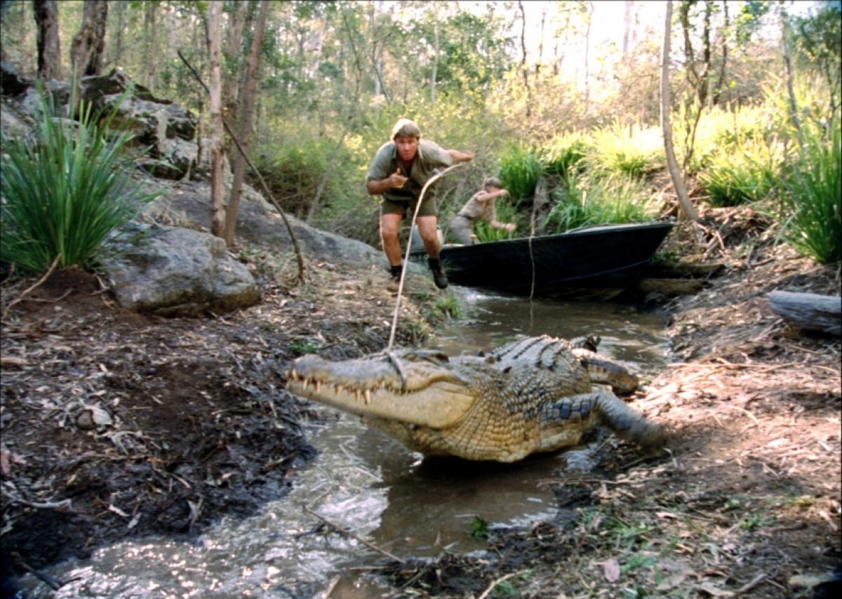 Zoutwaterkrokodil
