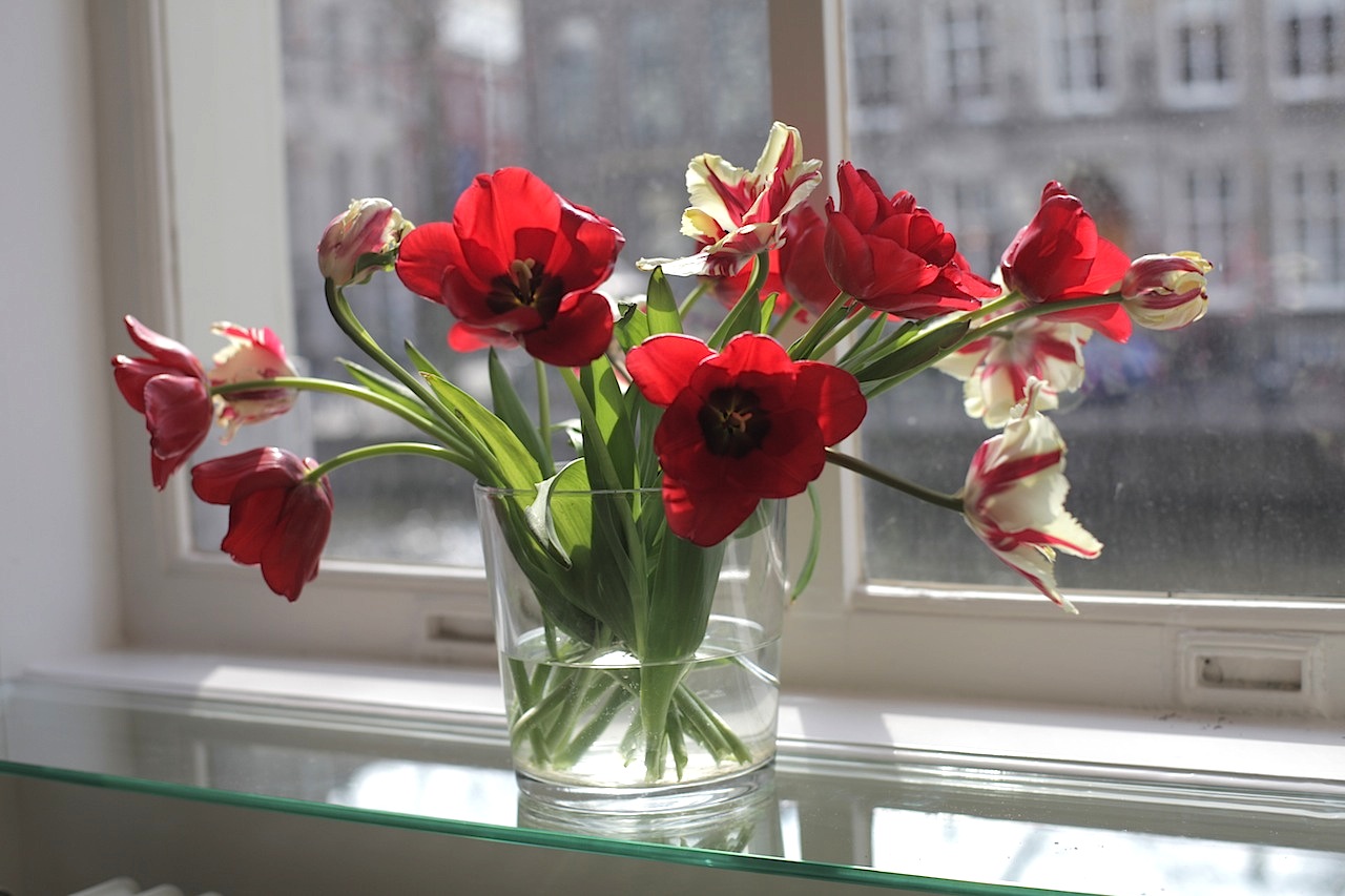 Tulpen