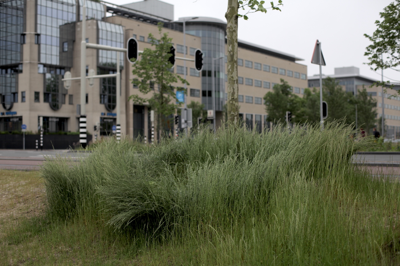 Platte beplanting