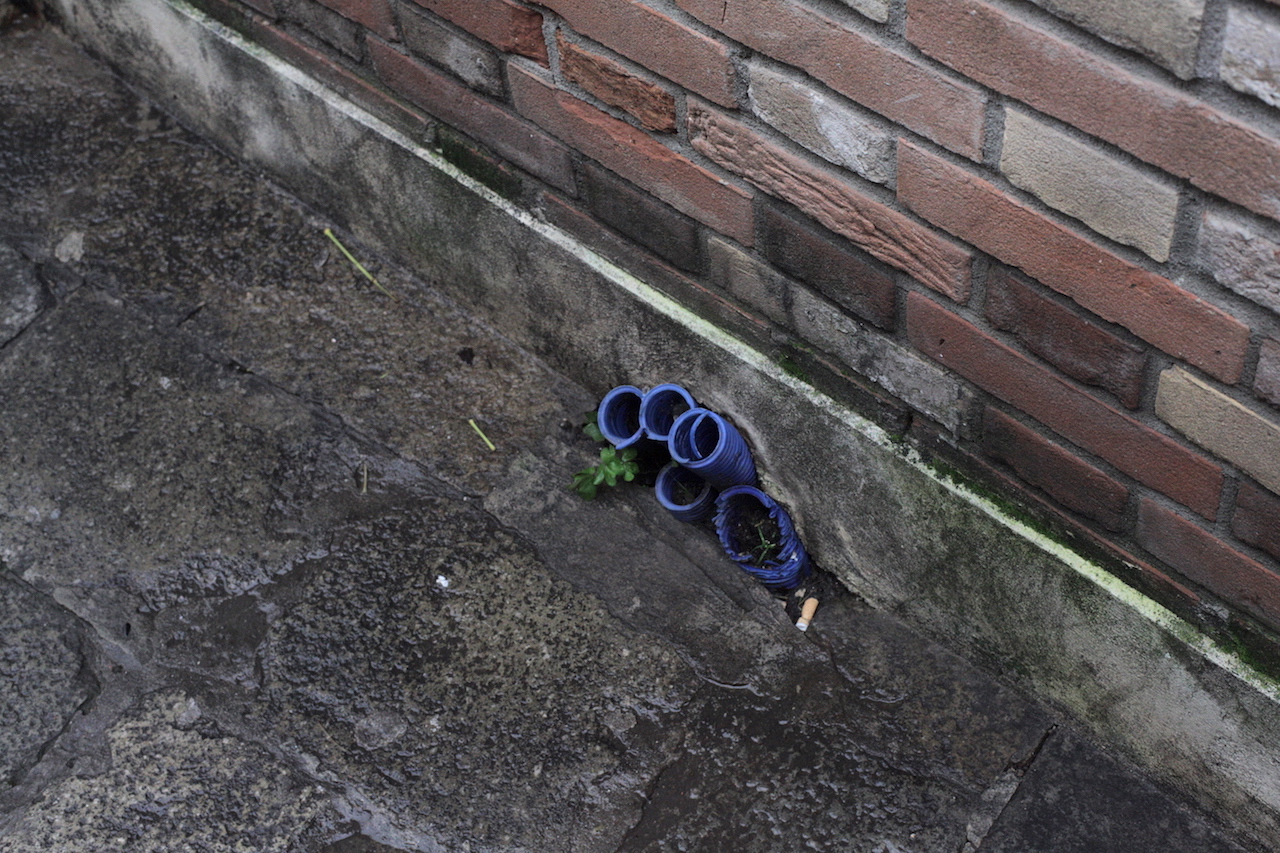 Blauwe buisplanten
